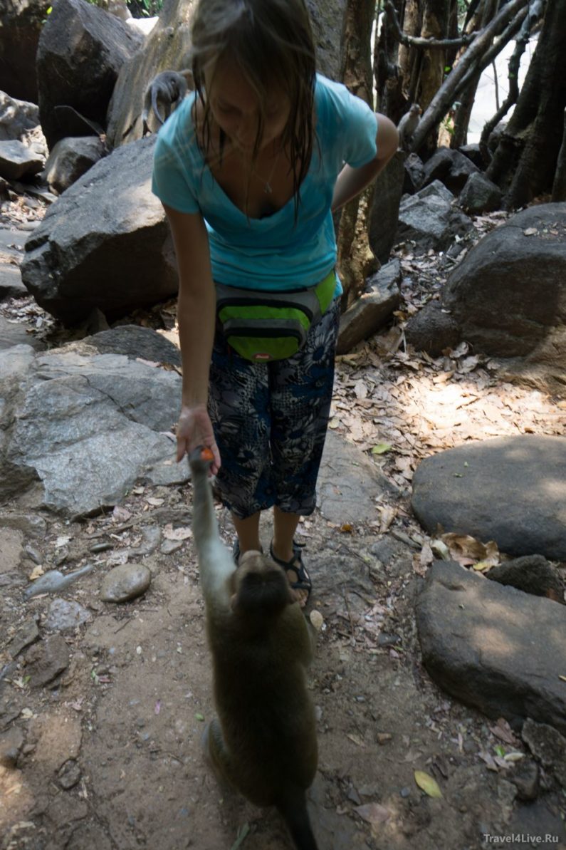 Можно покормить мартышек по пути к водопаду Дудхсагар